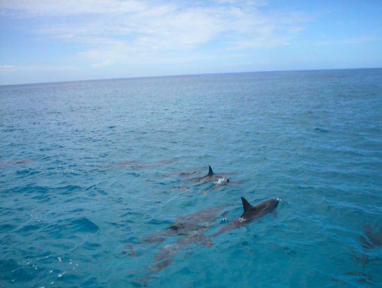 ocean joy catamaran ocean joy dolphin watch snorkel cruise from ko olina ocean joy catamaran ocean joy dolphin watch snorkel cruise from ko olina