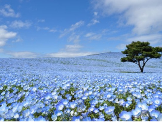 茨城花海 國營常陸海濱公園粉蝶花 足利花卉公園紫藤花 巴士一日遊 中文服務 新宿出發 午餐吃到飽 4 5月限定 東京自由行 當地體驗以及各種旅遊活動 Veltra