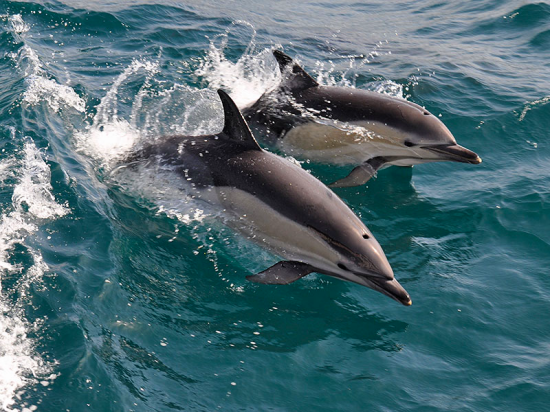 zodiac boat maui maui to lanai dolphin ocean rafting snorkel adventure zodiac boat maui maui to lanai dolphin ocean rafting snorkel adventure