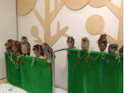 Many owls waiting to meet you at an owl cafe