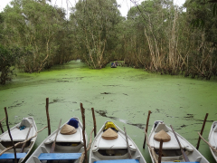 Can Gio Mangrove Sanctuary Full Day Private Guided Tour from Ho Chi Minh, Ho Chi Minh tours & activities, fun things to do in Ho Chi Minh | VELTRA