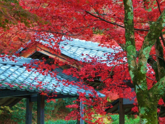滋贺赏枫趣 红叶名胜永源寺 湖东三山巴士一日游 京都出发 含午餐 11 9 12 1秋季限定 京都自由行 当地体验以及各种旅游活动 Veltra