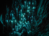 New Zealand_Waitomo Glowworm Caves_shutterstock_1074829523