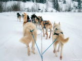 Yellowknife Dog Sledding 02