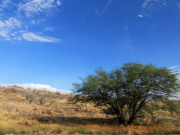 Bare earth, sparse vegetation