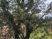 Trees near the hotel