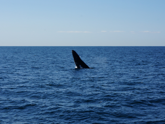 参加者のレビュー一覧 クジラウォッチング 人気アクティビティ ゴールドコーストの観光 オプショナルツアー専門 Veltra ベルトラ