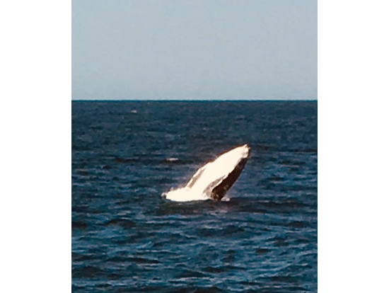 参加者のレビュー一覧 クジラウォッチング 人気アクティビティ ゴールドコーストの観光 オプショナルツアー専門 Veltra ベルトラ