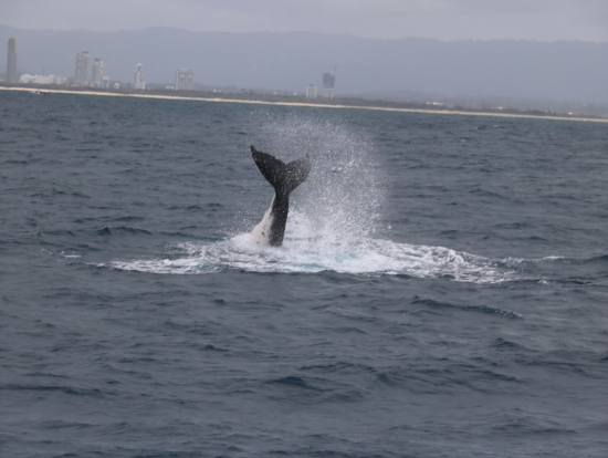 参加者のレビュー一覧 クジラウォッチング 人気アクティビティ ゴールドコーストの観光 オプショナルツアー専門 Veltra ベルトラ