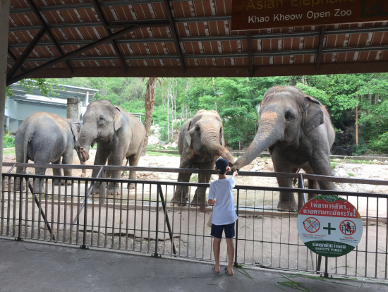 参加者のレビュー一覧 トラと触れ合う 象乗り テーマパーク ウォーターパーク バンコクの観光 オプショナルツアー専門 Veltra ベルトラ